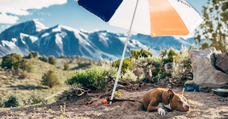 Unsplash | Robson Hatsukami Morgan