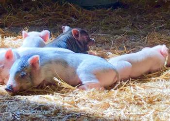 Facebook | Cotton Branch Farm Sanctuary