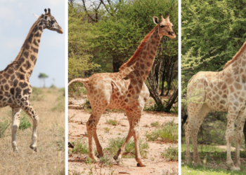 Giraffe Conservation Foundation | Emma Wells