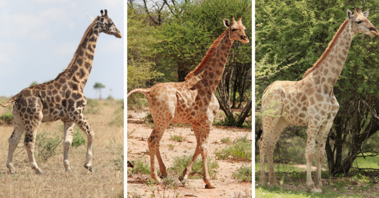 Giraffe Conservation Foundation | Emma Wells