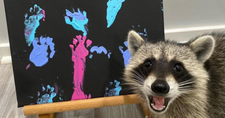 Instagram | @titotheraccoon