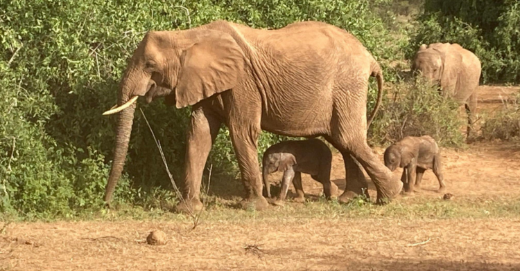 Facebook | Save the Elephants