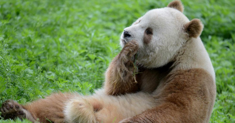 Wikimedia Commons | https://upload.wikimedia.org/wikipedia/commons/0/01/Quinlingpandabearr.jpg