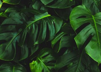 Unsplash