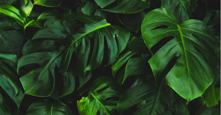 Unsplash