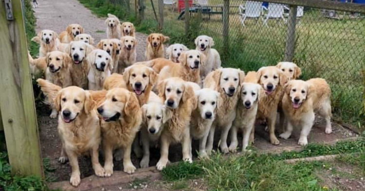 Instagram | @thegoldenretrieverexperience