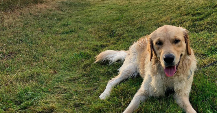 Instagram | @leny_the_retriever