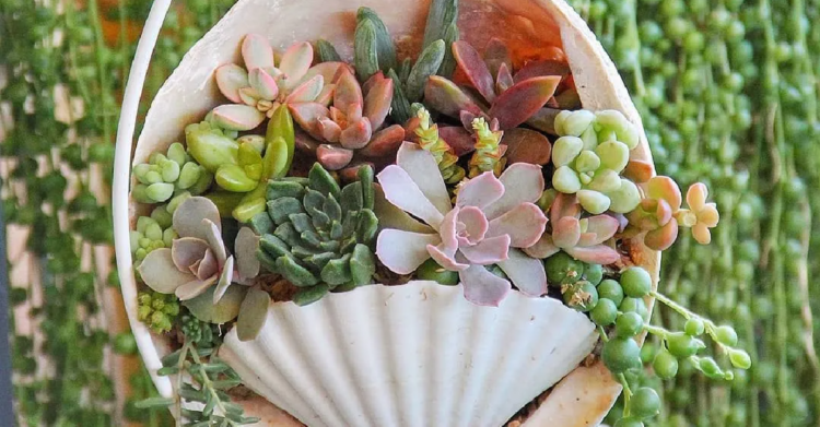 Instagram | @charmingsucculents