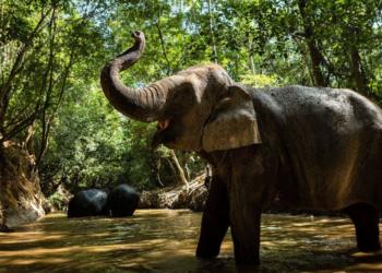 Facebook | San Antonio Zoo