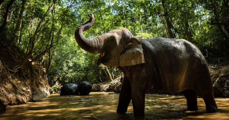 Facebook | San Antonio Zoo