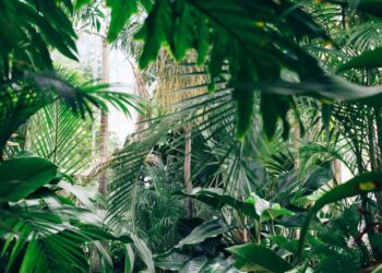 Unsplash