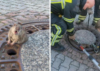 Facebook | Berufstierrettung Rhein Neckar