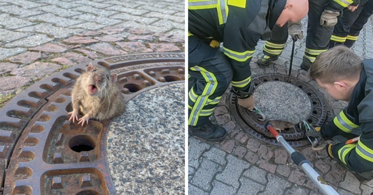 Facebook | Berufstierrettung Rhein Neckar