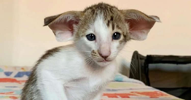 Instagram | @yeswecatcattery