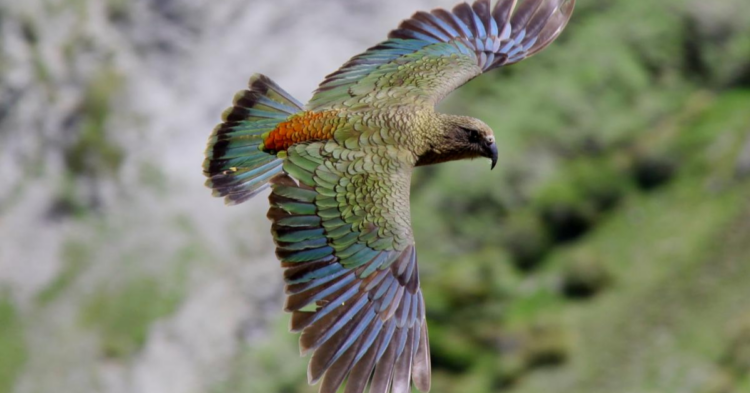Mark Fraser via New Zealand Birds Online