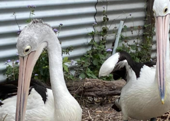 Facebook | Twinnies Pelican and Seabird Rescue