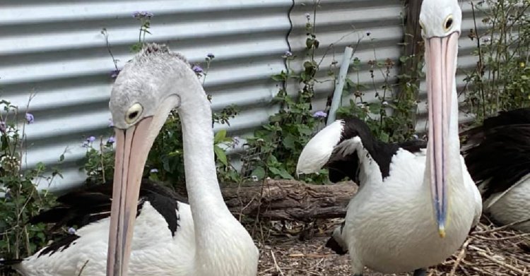 Facebook | Twinnies Pelican and Seabird Rescue