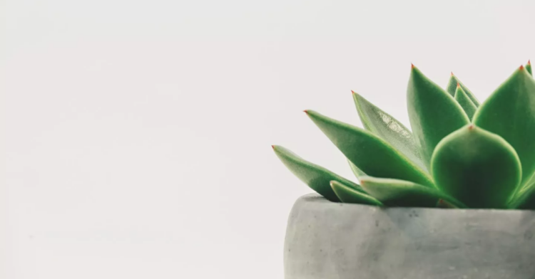 Unsplash