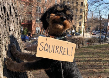 Instagram | @dogwithsign