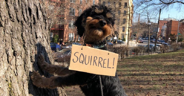 Instagram | @dogwithsign