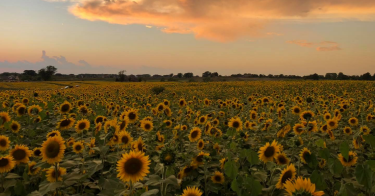 Facebook | Thompson Valley Farm