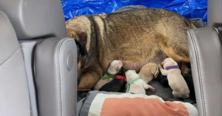 Facebook | Hill County SPCA