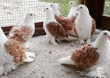 Instagram | @pigeonstvfans