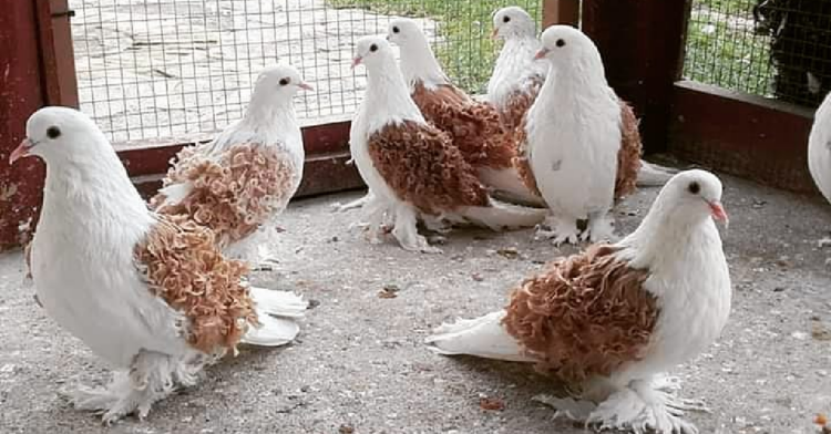 Instagram | @pigeonstvfans