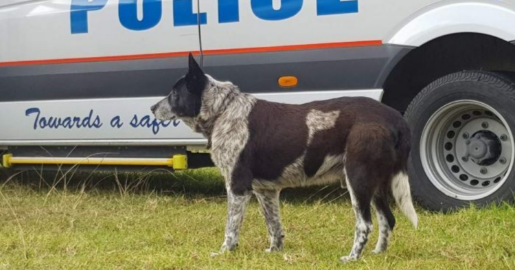 Twitter | @QldPolice