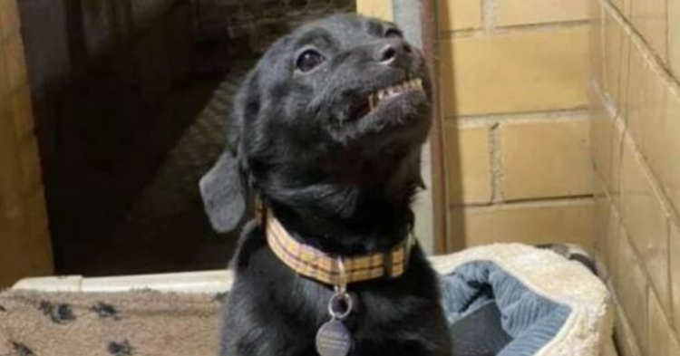 Facebook | Humane Society of Northwest Louisiana
