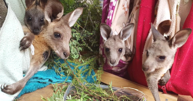 Facebook | Animal Rescue Collective Craft Guild