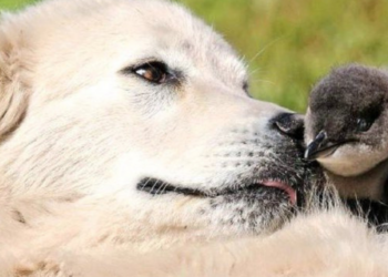 Facebook | Middle Island - Maremma Penguin Project