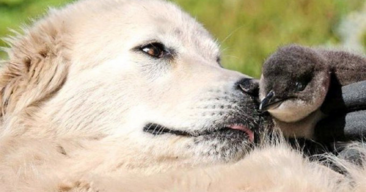 Facebook | Middle Island - Maremma Penguin Project
