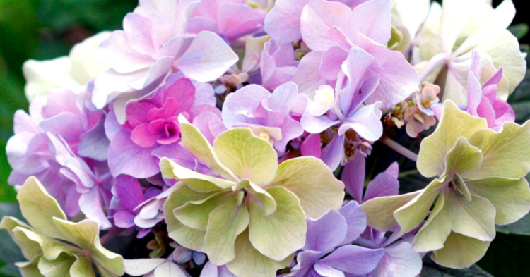 Spring Hill Nurseries