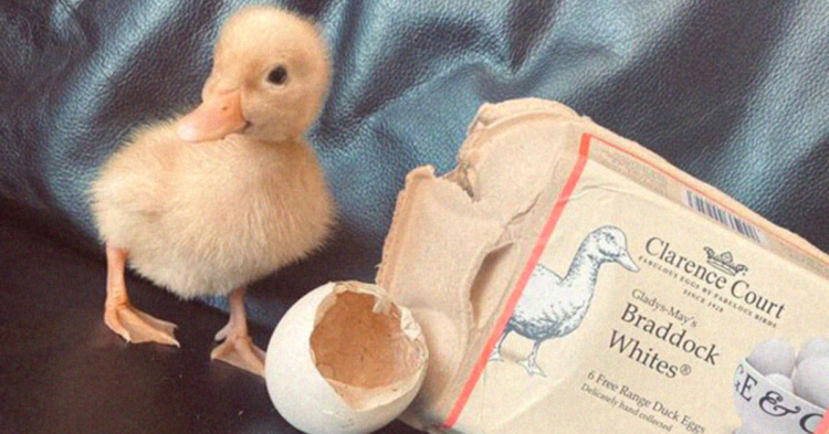 TikTok | @themorrisonsduck