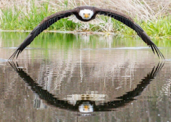 Steve Biro