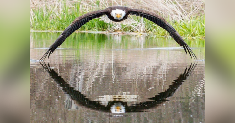 Steve Biro