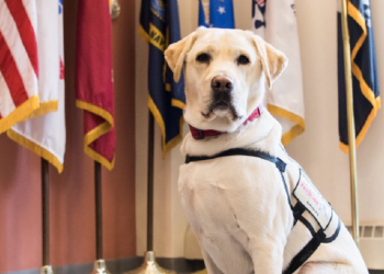 Twitter | @thedogist
