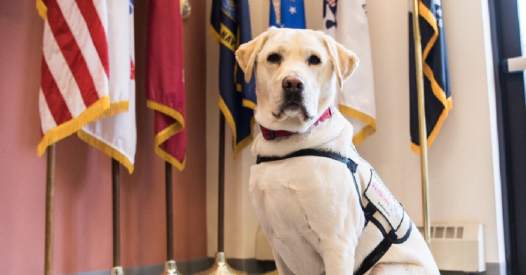 Twitter | @thedogist