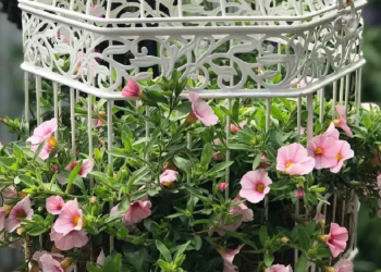 Instagram | @v_love_gardening