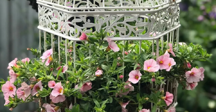 Instagram | @v_love_gardening
