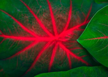 Unsplash | Shahadat Rahman