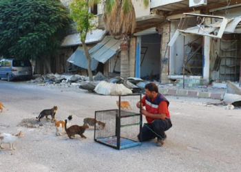 Facebook | Ernesto’s Sanctuary for Cats in Syria