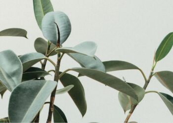 Unsplash