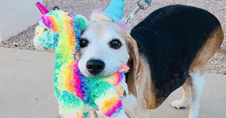 Instagram | @obese_beagle