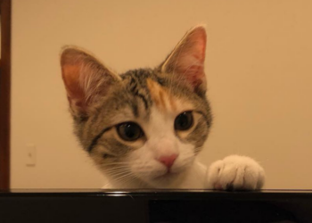Instagram | @ourofficekittens
