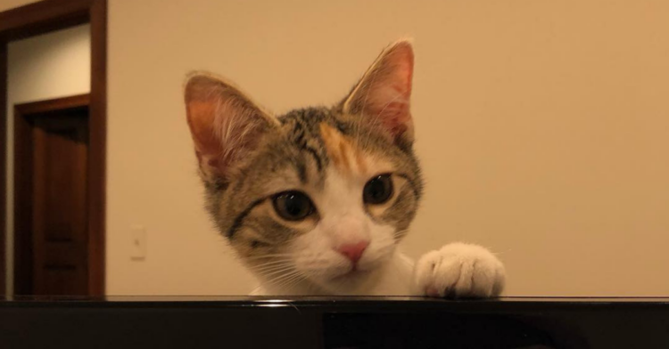 Instagram | @ourofficekittens