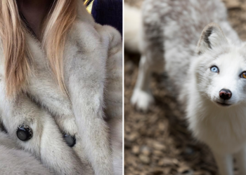 Instagram | @fur_goddess_isla