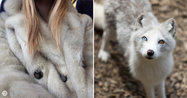 Instagram | @fur_goddess_isla