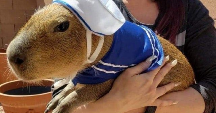Reddit | Rafikke